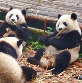 Chengdu Trip