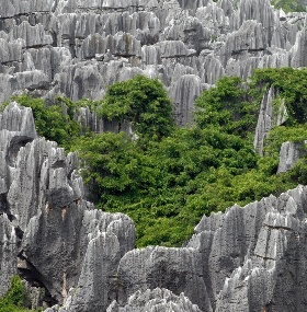 The Stone Forest Trip