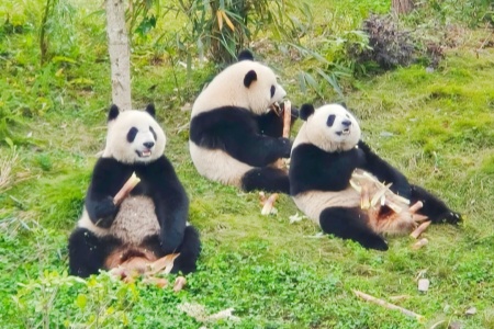 China TOUR: Bring Your Kids to See the Pandas!