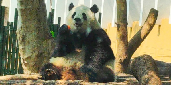 panda.jpg