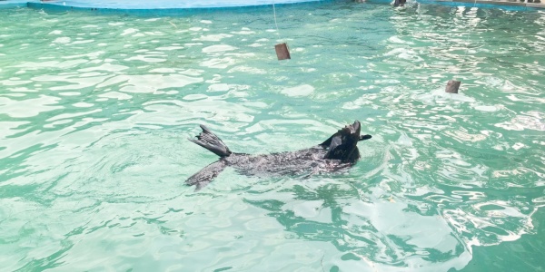 <a class='seo-content-a'  target='_blank'  href = 'https://intotravelchina.com/html/web/chengdu/index.html'>dolphin</a>.jpg
