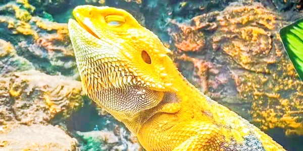 chengdu zoo.jpg
