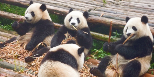 <a class='seo-content-a'  target='_blank'  href = 'https://intotravelchina.com/html/web/chengdu/index.html'>the Chengdu Research Base of Giant Panda</a> Breeding,family trip,chengdu tour.jpg