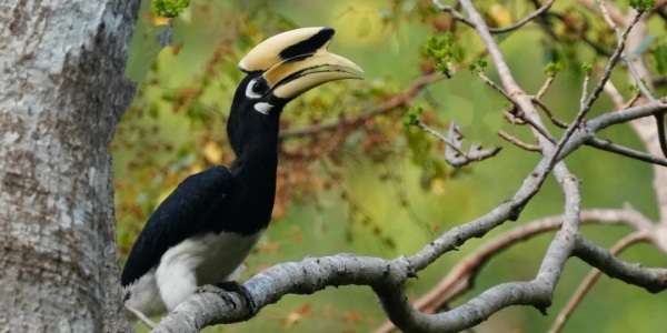 bird.jpg