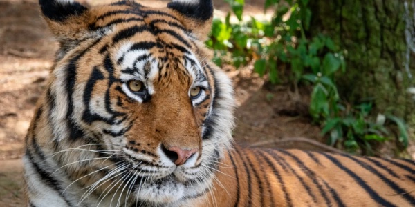 tiger.jpg