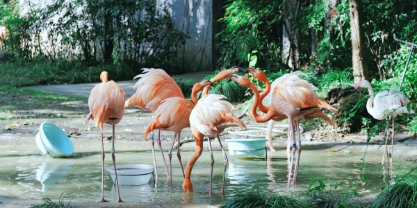 Shanghai Zoo.jpg
